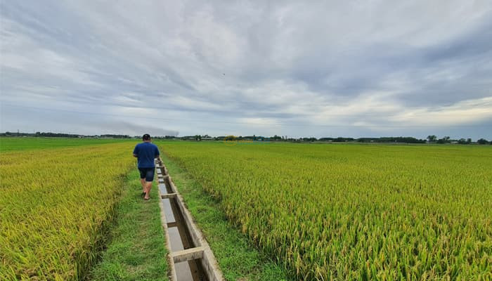 ban-dat-cay-hang-nam-3356m2-xa-phuoc-thanh-cu-chi