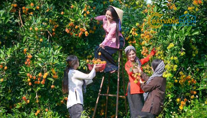 vuon-trai-cay-cu-chi