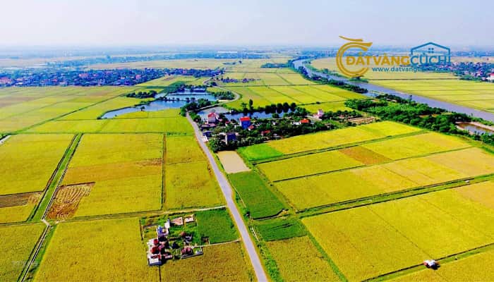 dat-trong-lua-cu-chi